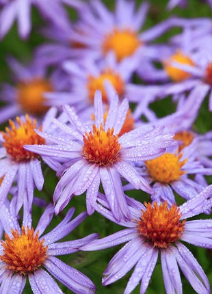 Autumn Magic Pollinator Collection