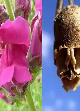 Snapdragon's Skull Flower Custom Mix Seeds