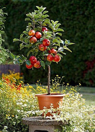 Scarlet Sentinel Columnar Apple Tree Seeds
