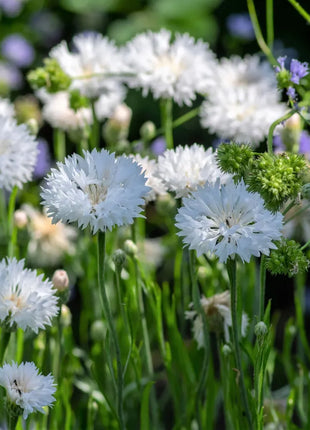 Cornflower Mixed Seeds
