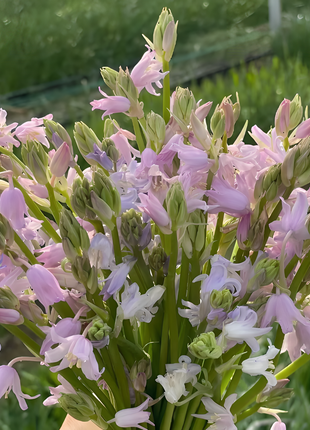 🧚‍♂️🔔Bluebells – The Fairies' Lucky Bells