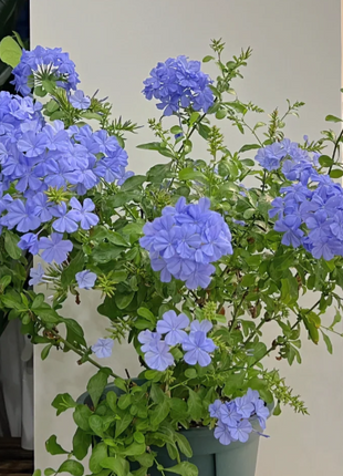 💙Blue Snowflake Seeds—Sky Flower