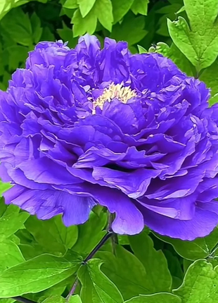 Multicolor Peony Seeds