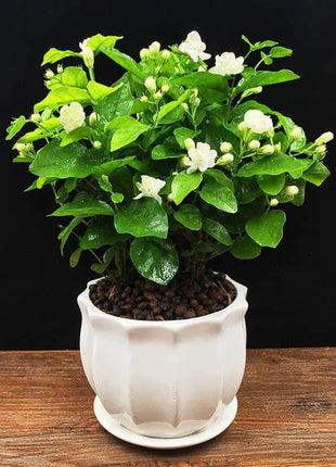 Double Jasmine Seeds