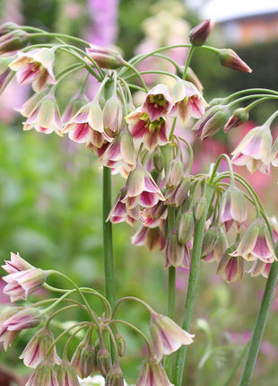 Sicilian Honey Garlic (Bee Lily) Seeds