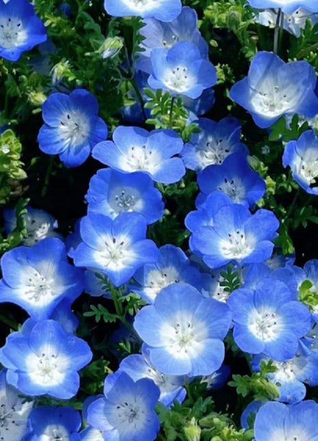 Nemophila-Baby Blue Eyes