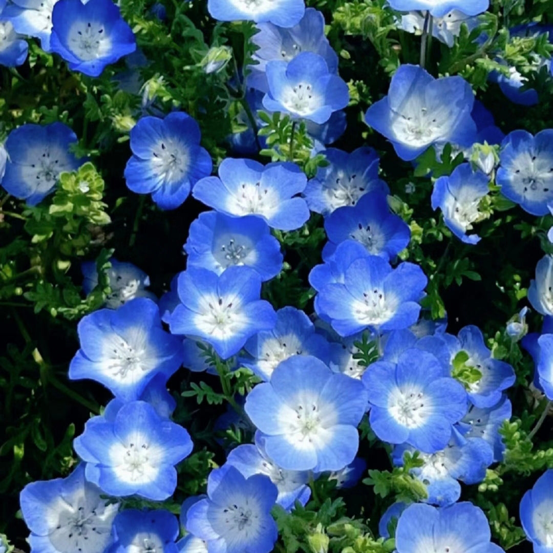 Nemophila-Baby Blue Eyes