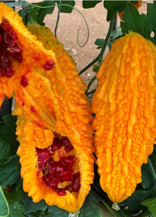 Lai Grape Seeds for Garden Bitter Gourd Seeds
