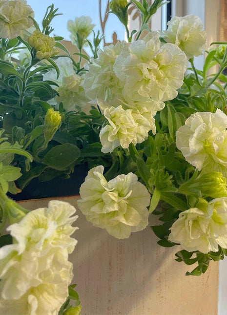 Summer Double Petunia Elizabeth