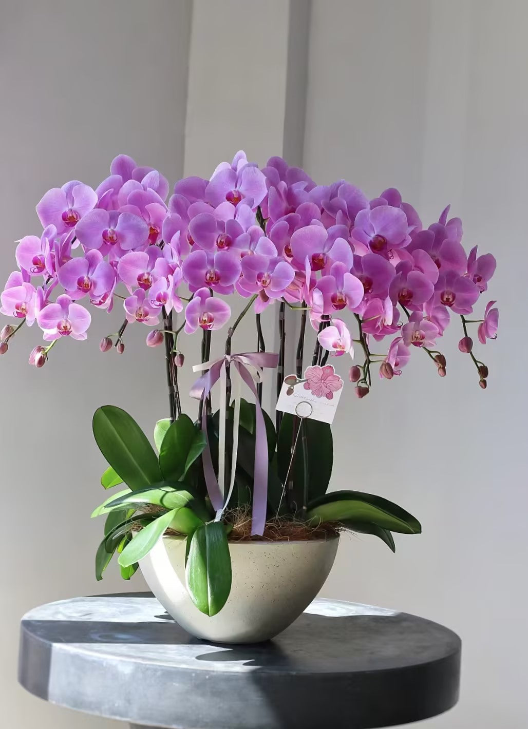Phalaenopsis Seeds