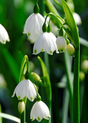 🌼Snowdrop Flower Seeds—Symbol Of Hope