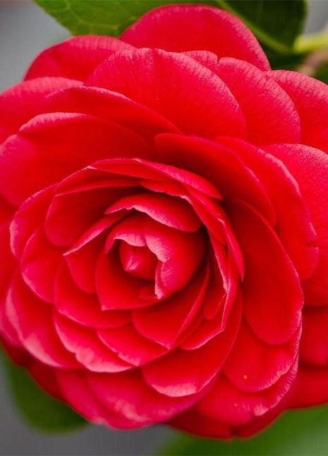 Camellia japonica seeds