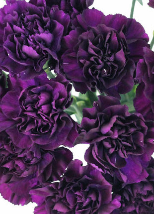 Carnation Seeds - Grenadin King of Blacks
