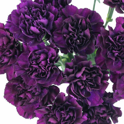 Carnation Seeds - Grenadin King of Blacks