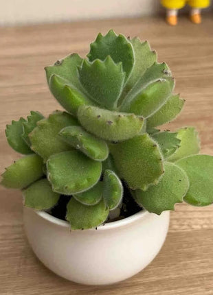 300pcs Mixed Succulent Seeds – Easy to Grow, Beautiful, Vibrant, and Unique Plants for Your Garden