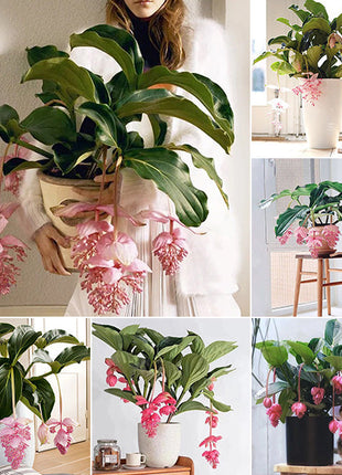 Medinilla Magnifica Flower Seeds