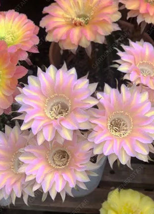 Prickly Pear🌺Flowering Varieties