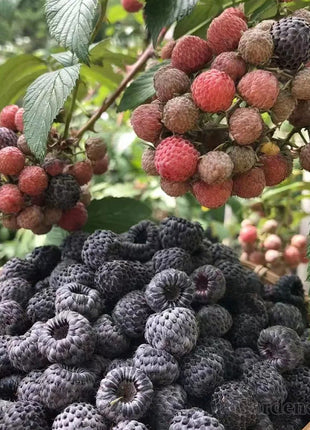 Giant Raspberry Seeds -92% Germination🌱