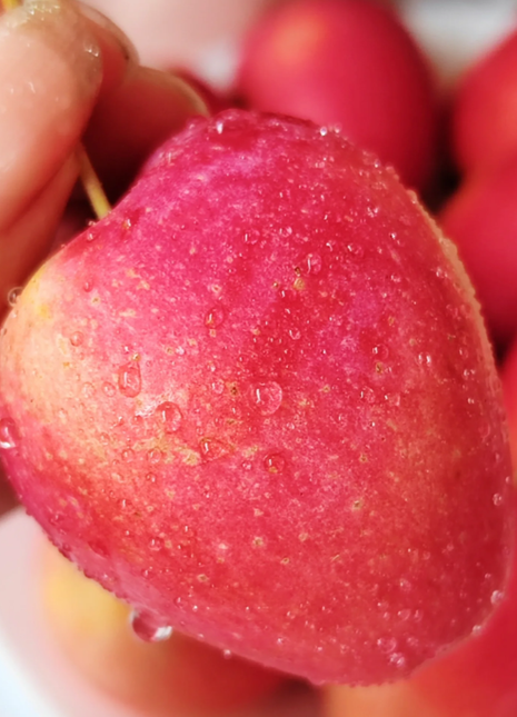 Xantolis Stenosepala Mini Apple Seeds