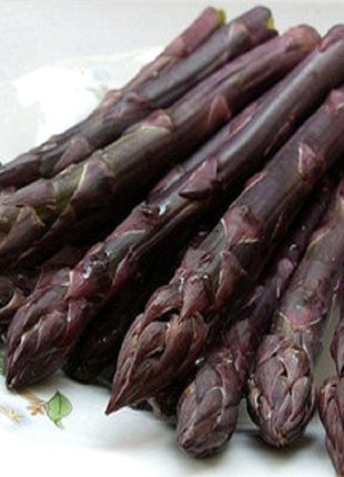 Purple Passion Seeds