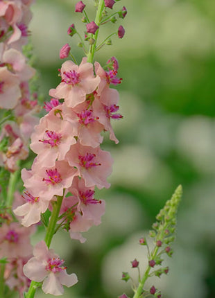 Verbascum Southern Charm Mixed