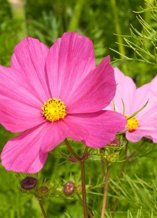 Pink Cosmos