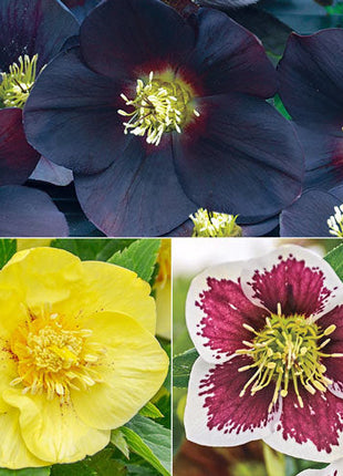 Honeymoon Hellebore Collection