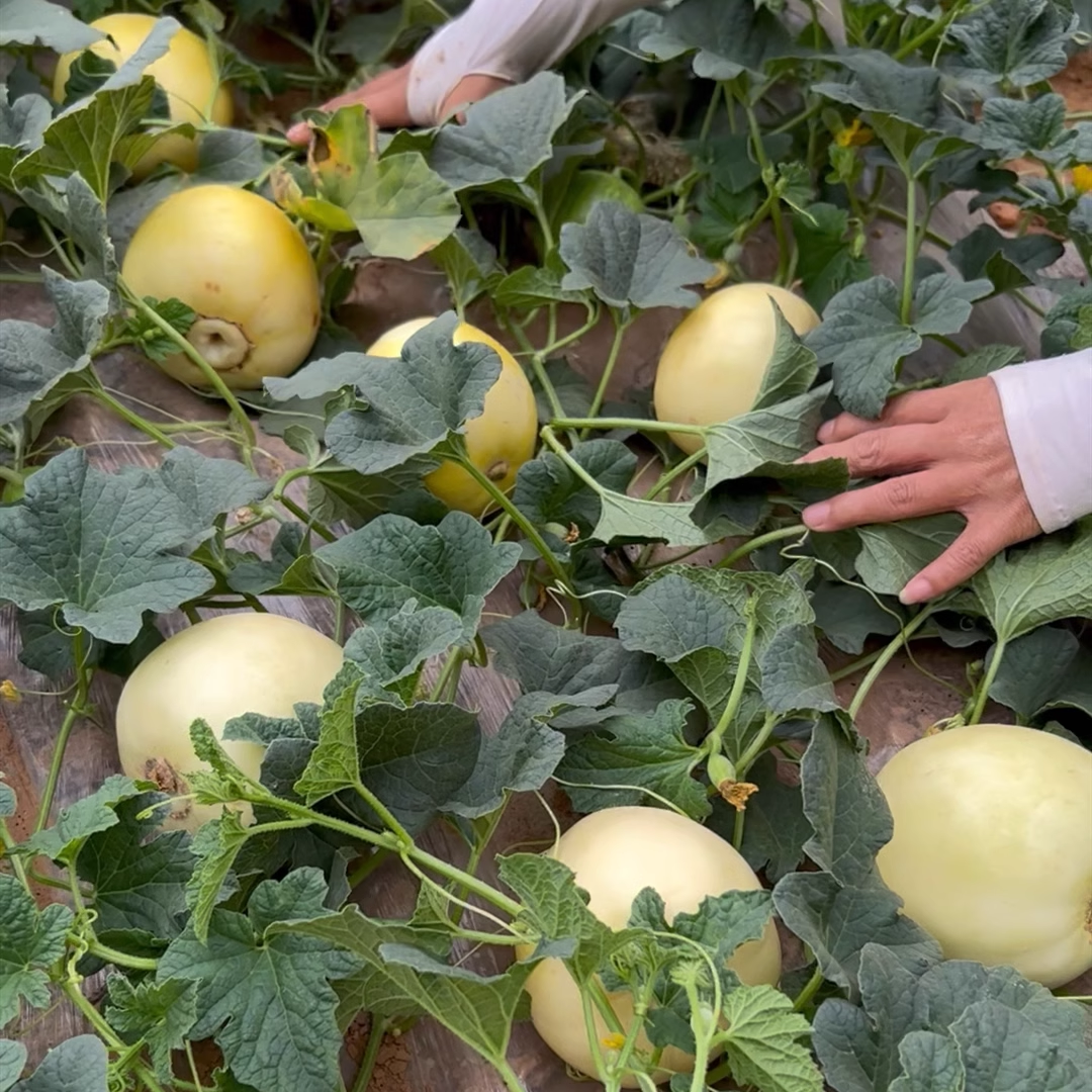 Lazy Melon Seeds