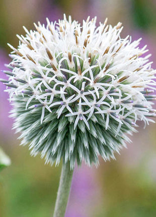 Star Frost Globe Thistle