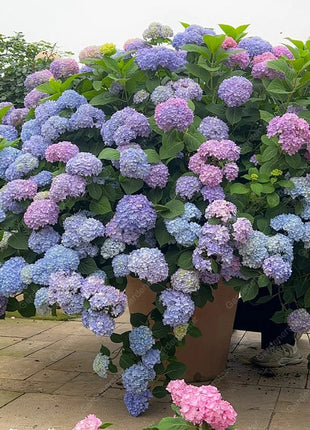 💐Endless Summer Hydrangea Falls