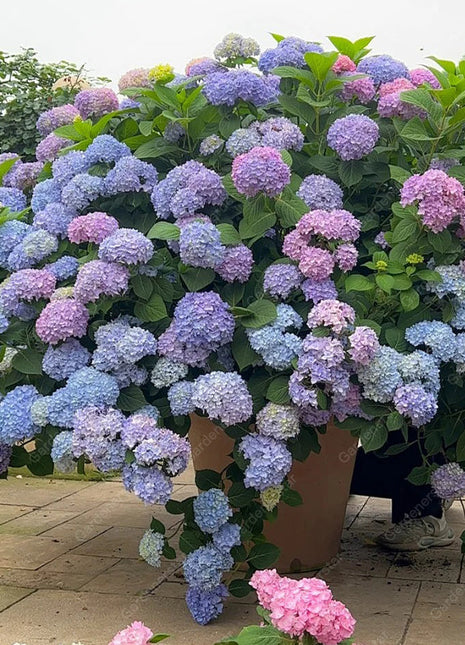 💐Endless Summer Hydrangea Falls
