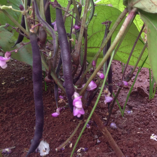 Bean Amethyst