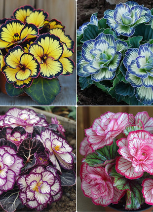 Rare Twin Begonia🌸🍀 Potted Design, Easy Maintenance 🌿🫧