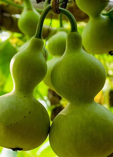 Hand-twisted Small Gourd Seeds