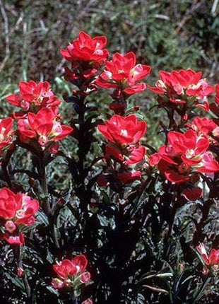 Red INDIAN PAINTBRUSH Castilleja Indivisa Flower Seeds