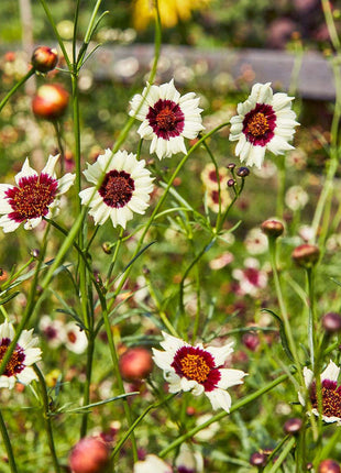 Coreopsis, Ruby Kiss