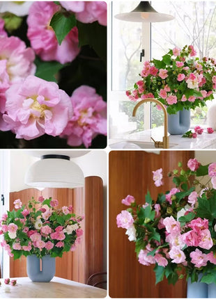 Color-changing Hibiscus Flower Seeds