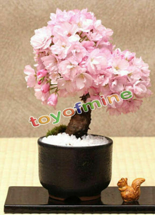 20PCS Cherry Bonsai Bonsai Tree Japanese New Blossoms Sakura seeds Flower Seeds