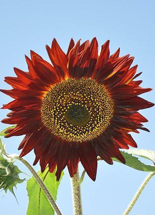 Sunflower Infrared Mix F1