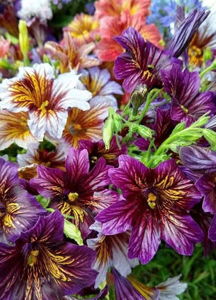 Chilean Morning Glory Seeds