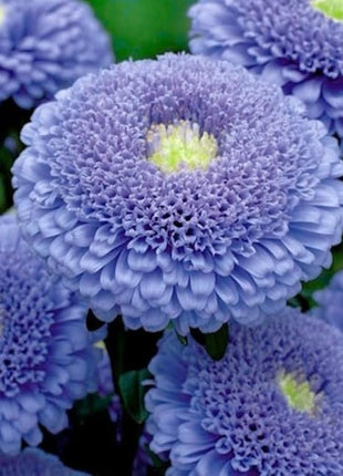 50 + seeds lovely double-flowered Sidonia Asters Blue