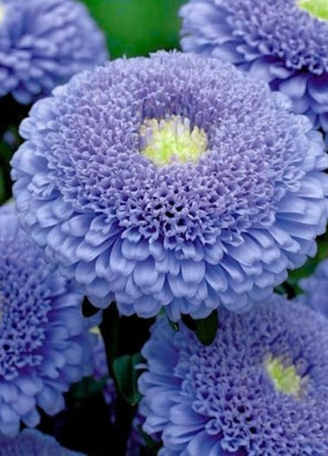 50 + seeds lovely double-flowered Sidonia Asters Blue