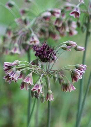 Sicilian Honey Garlic (Bee Lily) Seeds
