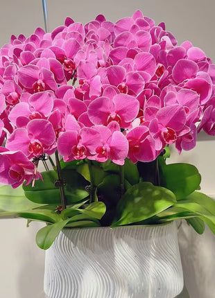 Phalaenopsis Seeds-Queen Of Orchids