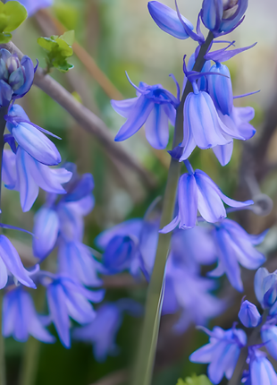 🧚‍♂️🔔Bluebells – The Fairies' Lucky Bells