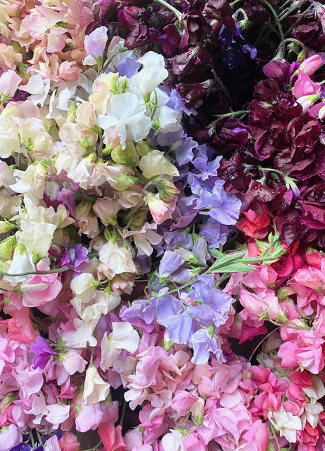 CUT FLOWER MIX SWEET PEA SEED