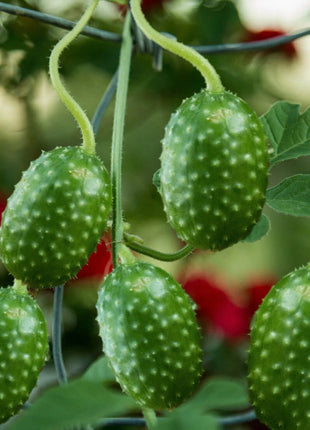 West Indian Gherkin Cucumber Seeds