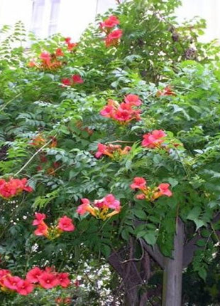 Orange HUMMINGBIRD TRUMPET CREEPER Campsis Radicans Vine Flower Seeds