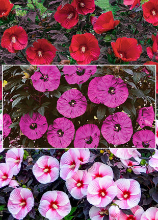 Sweet & Sultry Hibiscus Collection