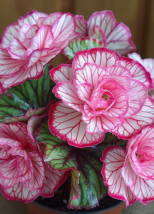 Rare Twin Begonia🌸🍀 Potted Design, Easy Maintenance 🌿🫧